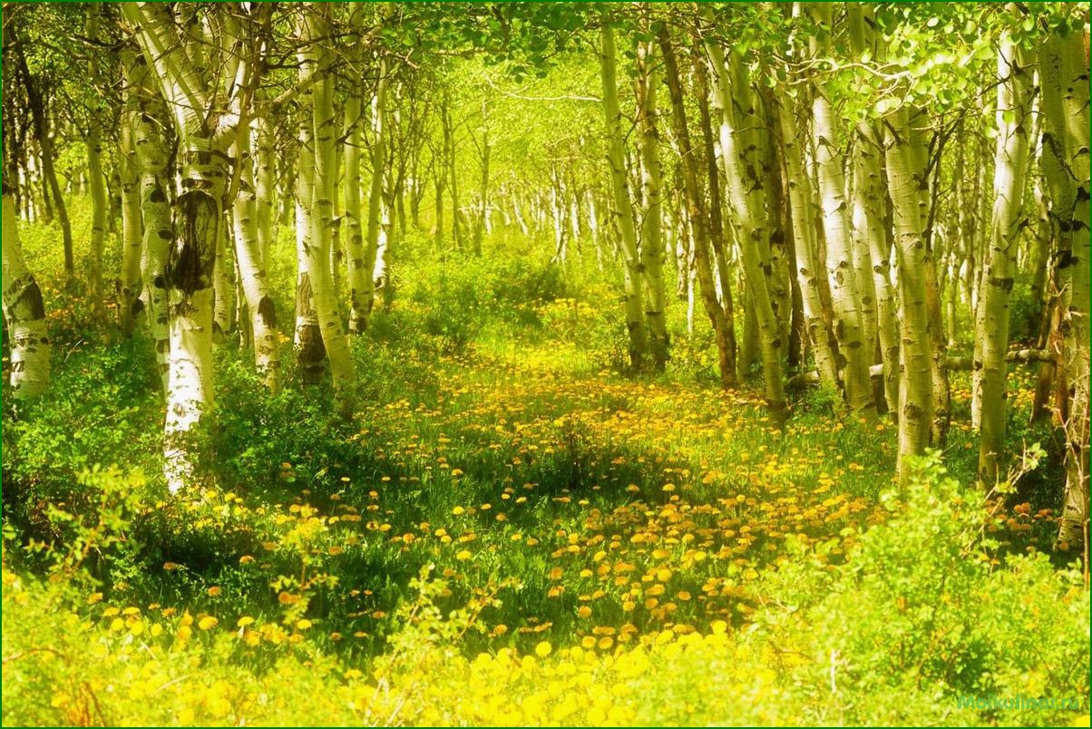 Фон весеннего леса: зачаровывающая красота и гармония природы