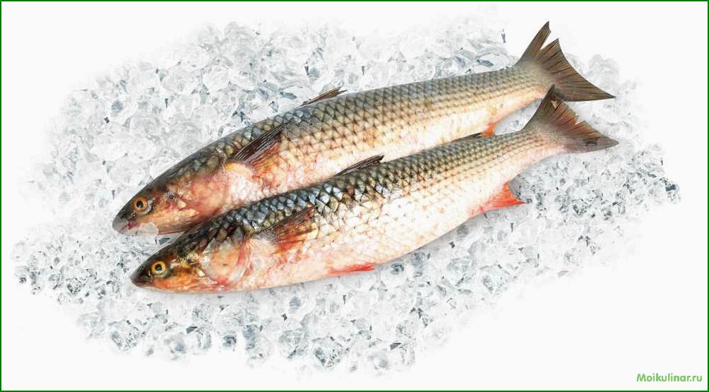 Рыба кефаль: описание, особенности, приготовление