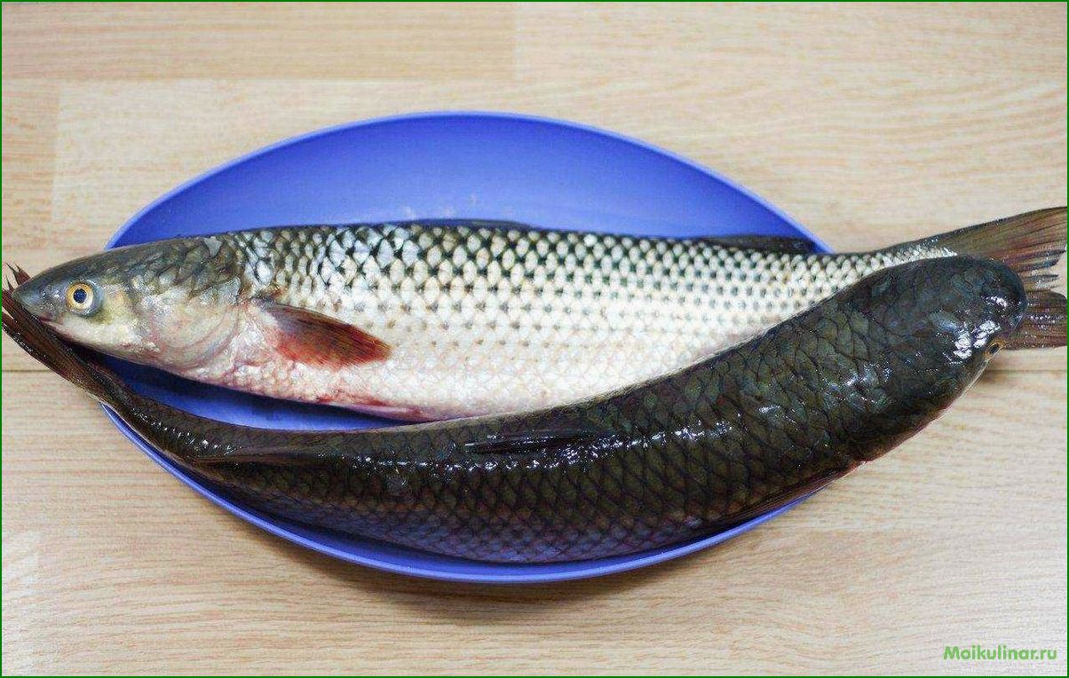 Рыба кефаль: описание, особенности, приготовление