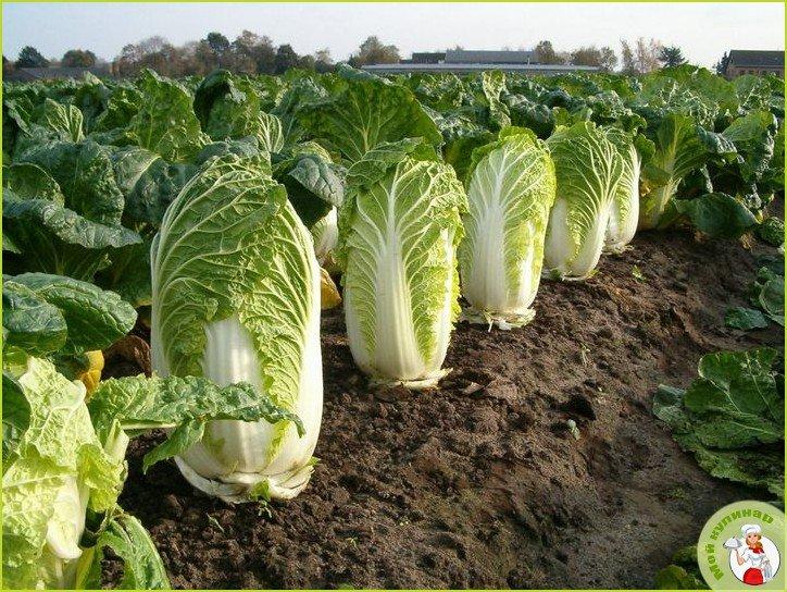 Пекинская капуста на зиму
